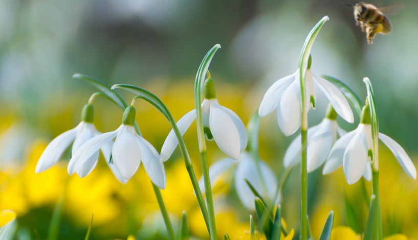 Frühling erwacht